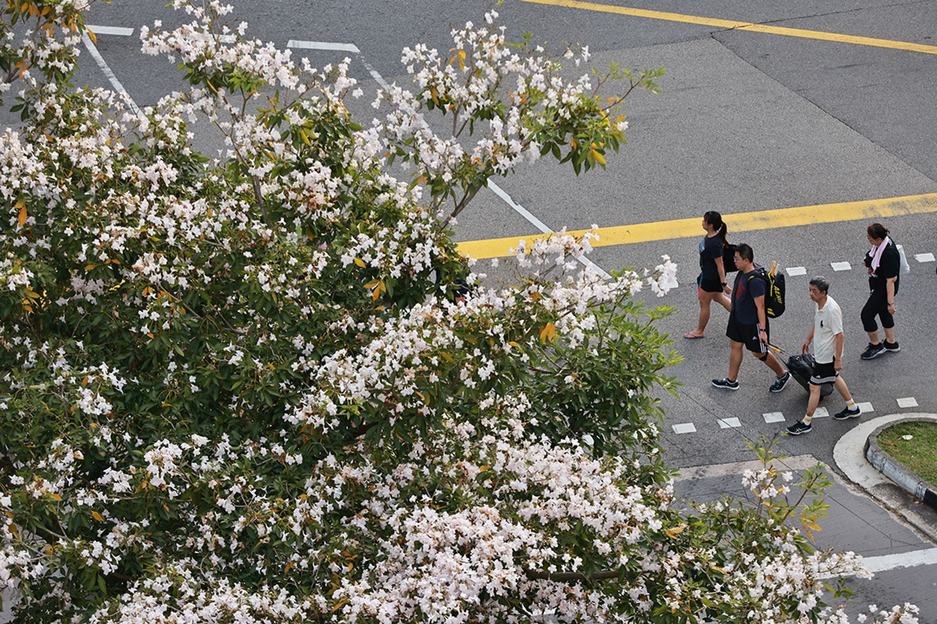 The blooming trees were seen in different parts of the island such as Tessensohn Road on Saturday. ST PHOTO: JASON QUAH