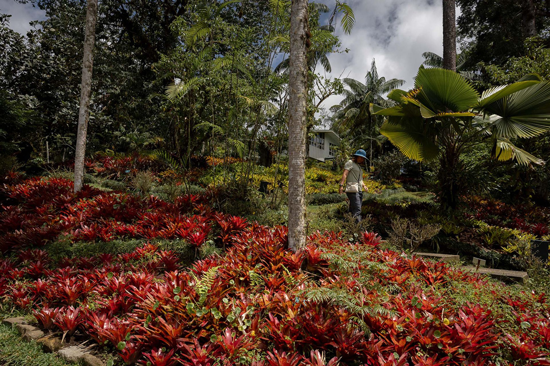 A bromeliad hill in Costa Rica’s Wilson Botanical Garden, designed by famous Brazilian landscape architect Roberto Burle Marx.