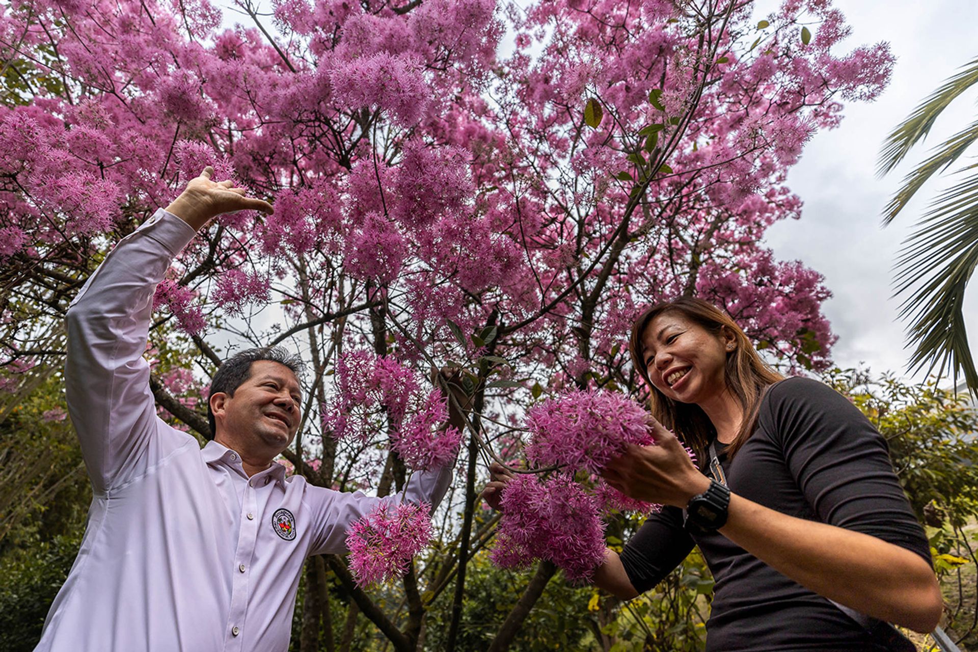 Mr Portilla and Ms Xue admire the pink flowers of a Chionanthus pubescens tree.