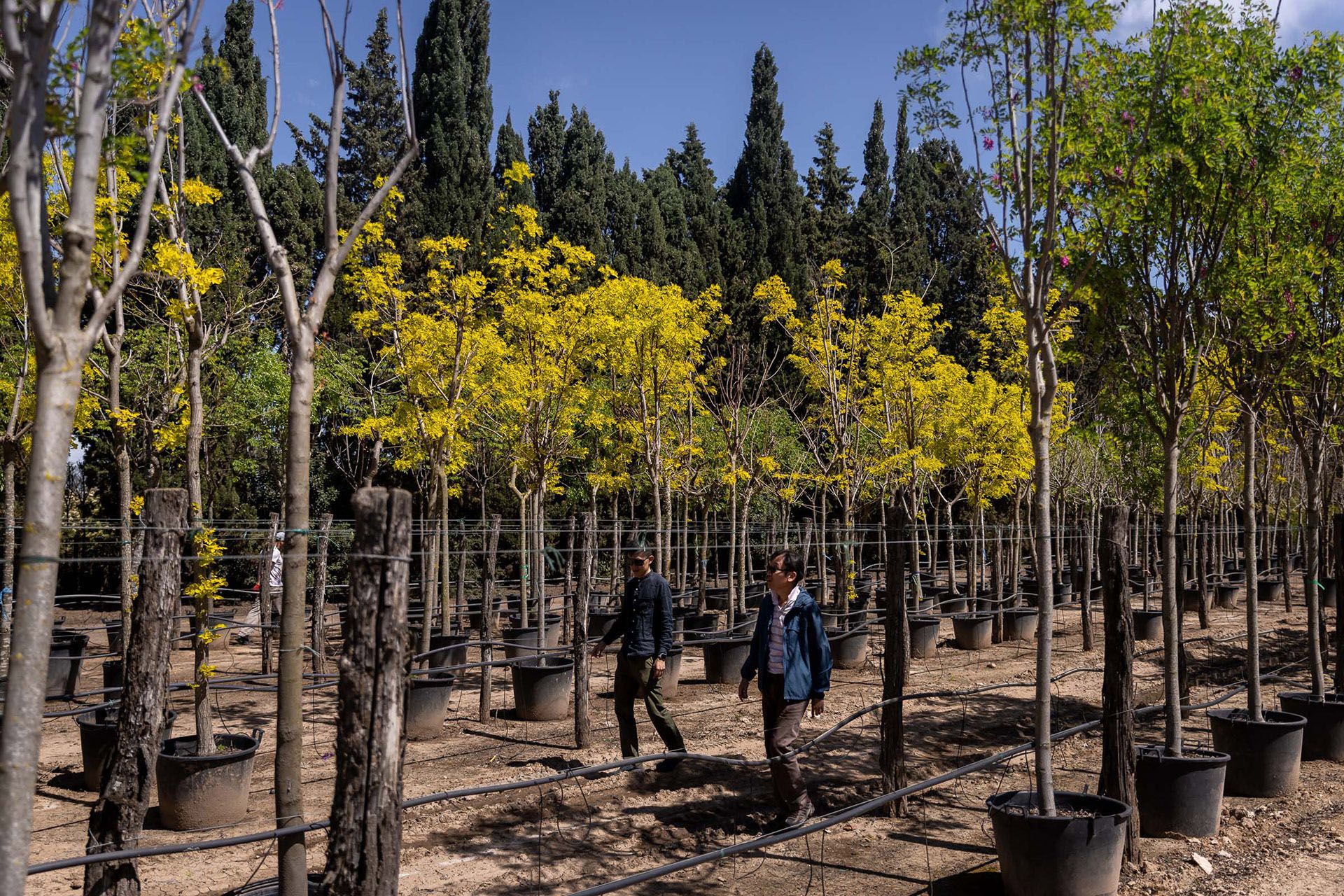 Mr Heng (left) and Mr Loh walk beside a row of Robinia pseudoacacia ‘Frisia’ trees in Lobos Nursery, Argentina.