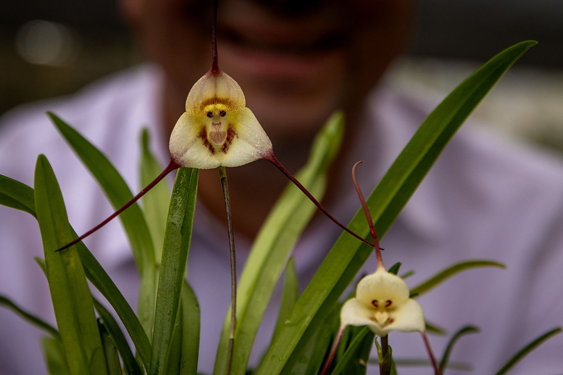 Mr Portilla shows the Gardens by the Bay horticulturalists a mother-and-son pair of miniature orchid in his nursery in Cuenca, Ecuador.