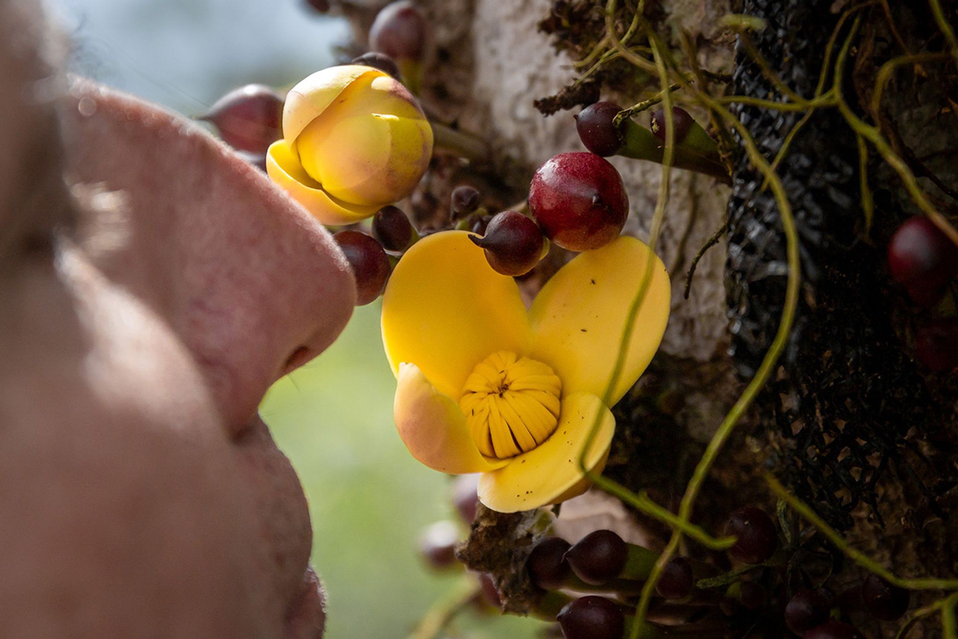 Mr van der Schans smelling a Grias neuberthii flower located in Ecuagenera’s grounds in El Pangui. The yellow flowers grows directly on the trunk and has a light floral scent.