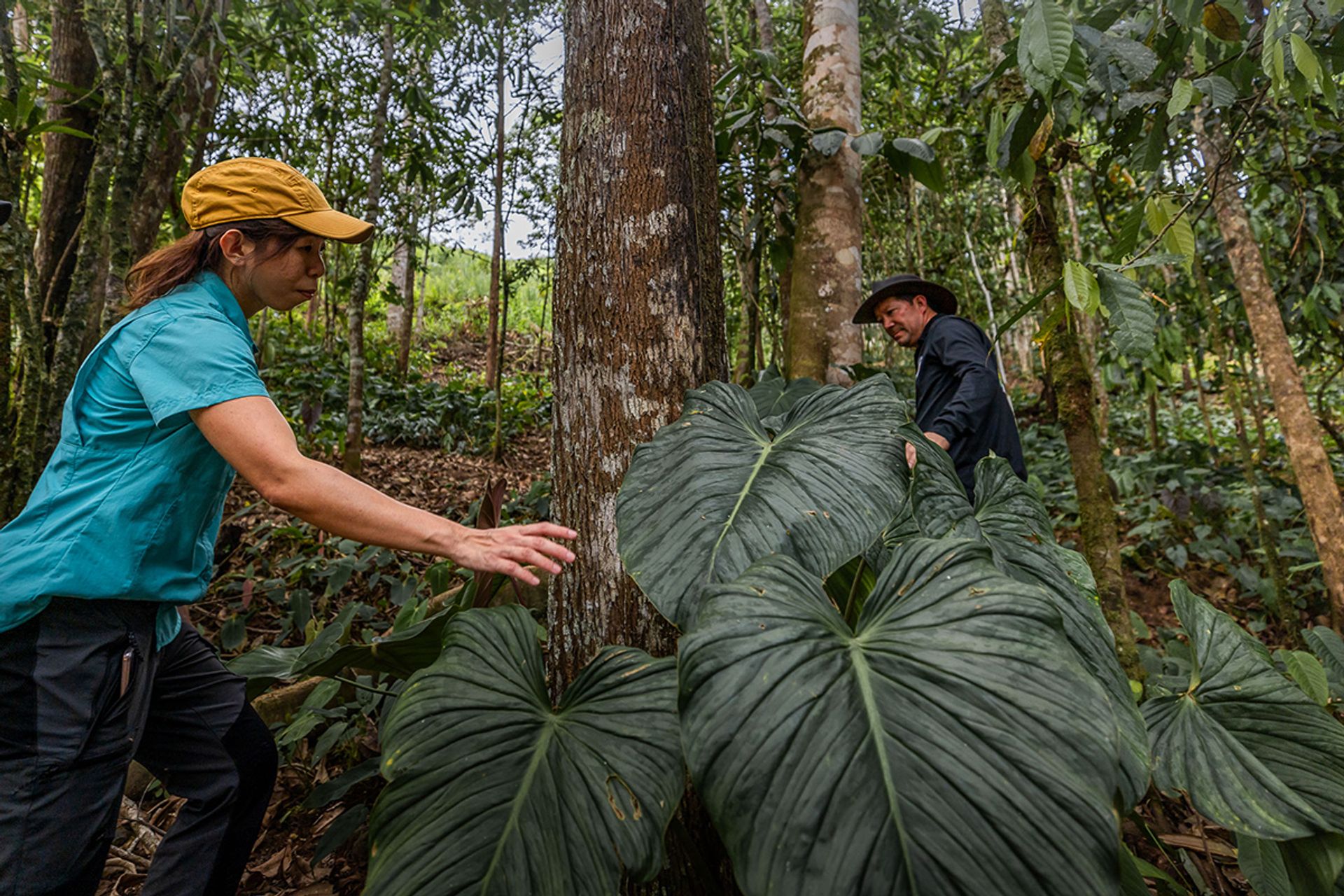 Ms Xue and Mr Portilla walking in a forest patch that he owns in El Pangui, Ecuador.